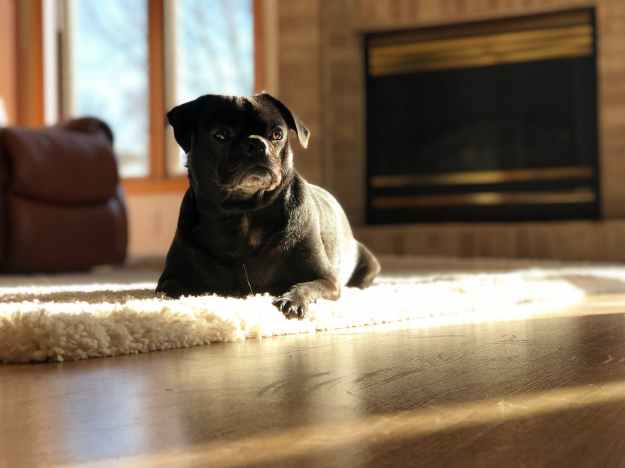 black short coat small dog lying on rug